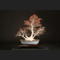 山もみじ  約50年