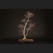 山もみじ  約25年