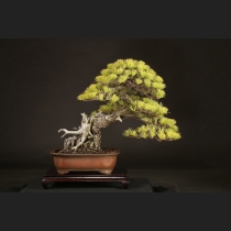 五葉松  約120年