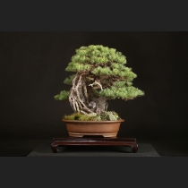 五葉松石付  約70年