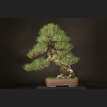 黒松  約120年