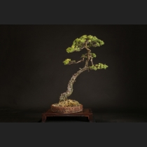 五葉松  約120年