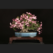 垂枝海棠  約45年