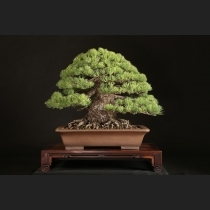 五葉松  約100年