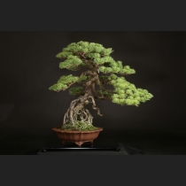 五葉松  約100年