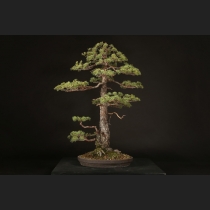 五葉松  約120年