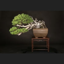 五葉松  約200年