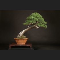 五葉松  約120年