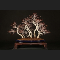 もみじ（行姫）寄植え  約30年