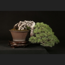 五葉松  約100年