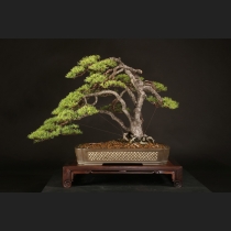 五葉松  約100年