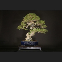 楓石付  約120年