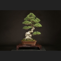 五葉松  約100年