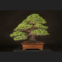 五葉松  約100年