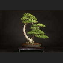 五葉松  約100年