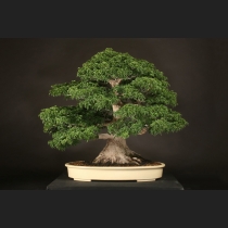 もみじ（獅子頭）約80年
