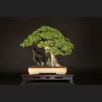 楓石付  約100年