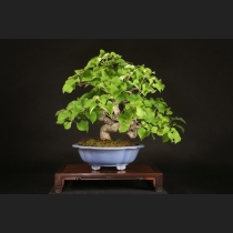 岩がらみ  約45年