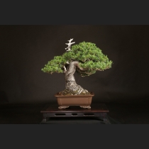 五葉松  約80年