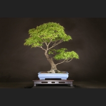 荒皮もみじ  約70年