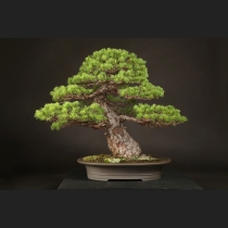 五葉松  約120年