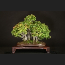 楓寄植え  約45年