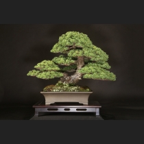 五葉松  約100年
