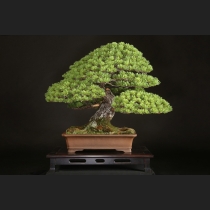 那須五葉松  約100年