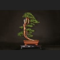 真柏  約60年