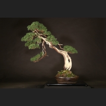 真柏  約150年