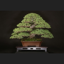 那須五葉松  約100年