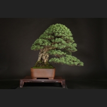 五葉松  約120年