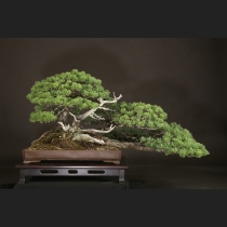 五葉松  約150年
