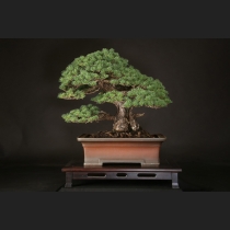 五葉松  約100年
