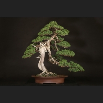 真柏  約150年