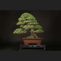 那須五葉松  約80年