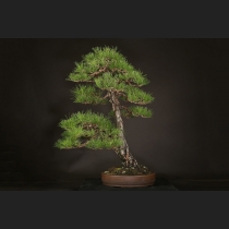 赤松  約120年