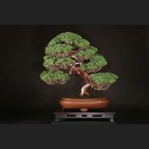 真柏  約70年