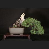 五葉松  約100年