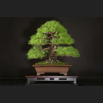 赤松  約80年