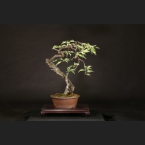野梅（白花）約80年