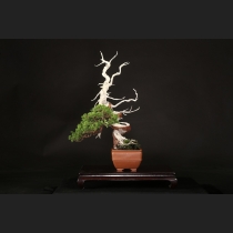 真柏  約50年