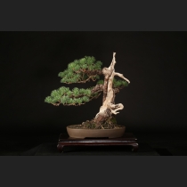 五葉松  約80年