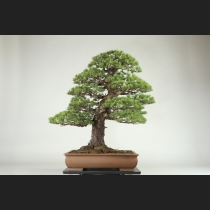 五葉松  約100年